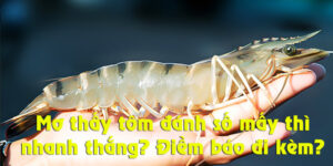 Mơ Thấy Tôm Đánh Số Mấy