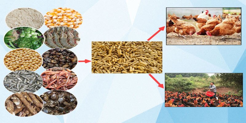 Chế độ ăn uống cho gà đá khoa học và đầy đủ dưỡng chất
